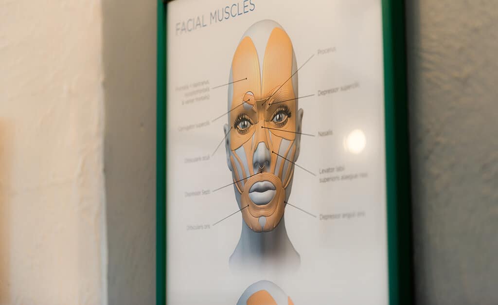 Facial muscles explained
